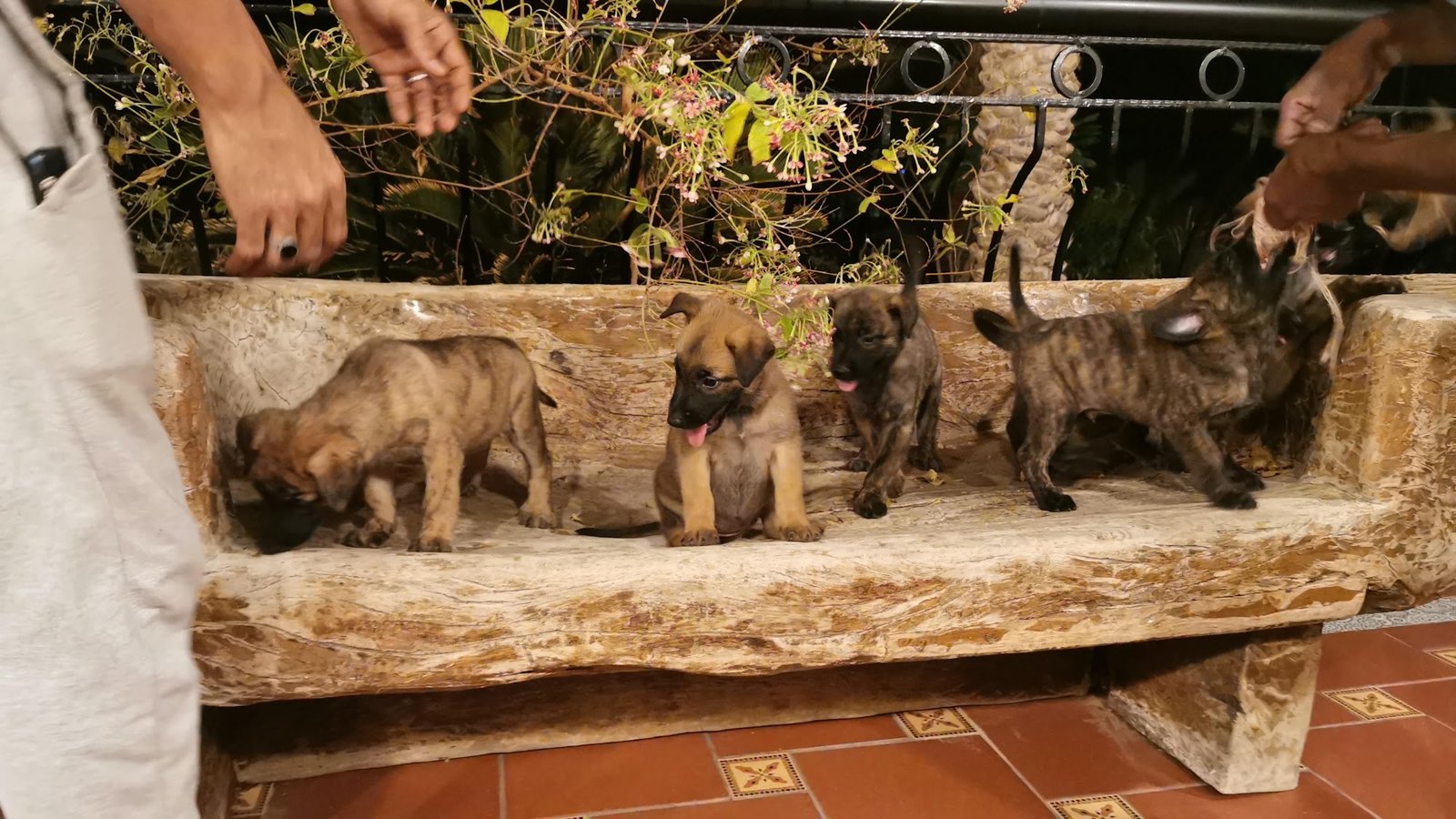 Litter of playful farm puppies